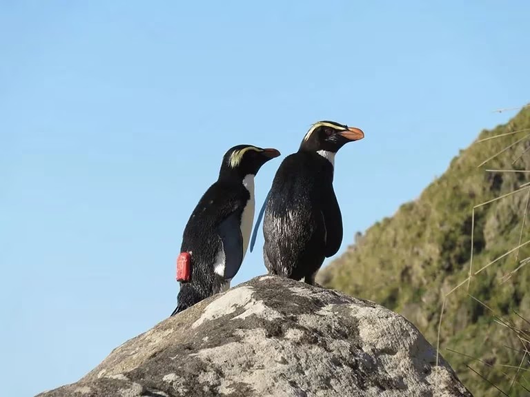 Día Mundial de los Océanos: el viaje de los pingüinos es un indicador de la salud de los mares