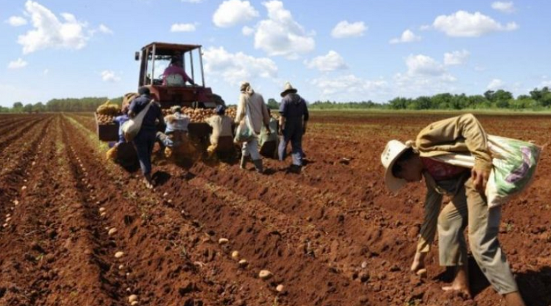 Siembra de arroz y maíz se incrementa en 6 % en relación al año 2021