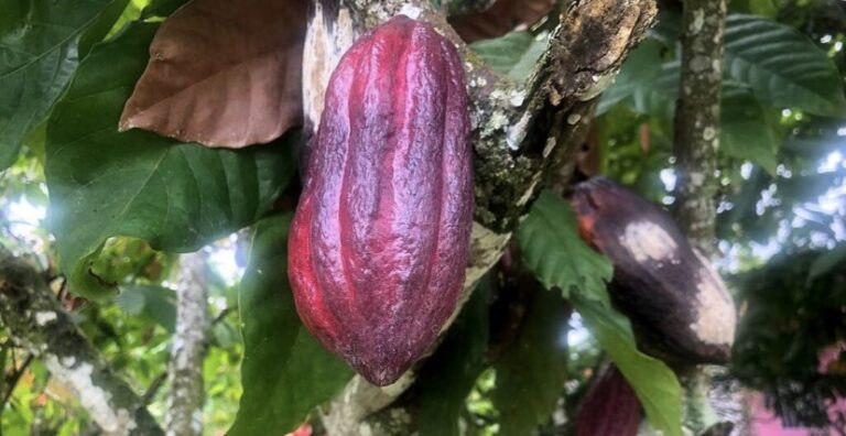 Comuna ocumareña preserva cultivos de cacao ancestral