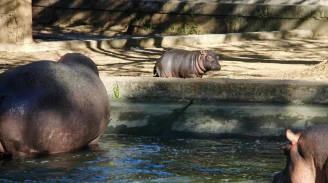 Llegó cría de hipopótamo al Parque Zoológico Bararida en Barquisimeto