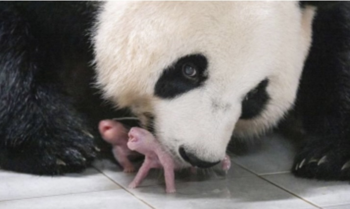 Zoológico de Corea del Sur celebra el nacimiento de las primeras pandas gemelas