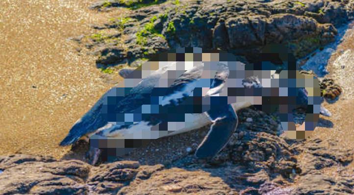 Hallan más de 5.000 animales muertos en las costas de Uruguay