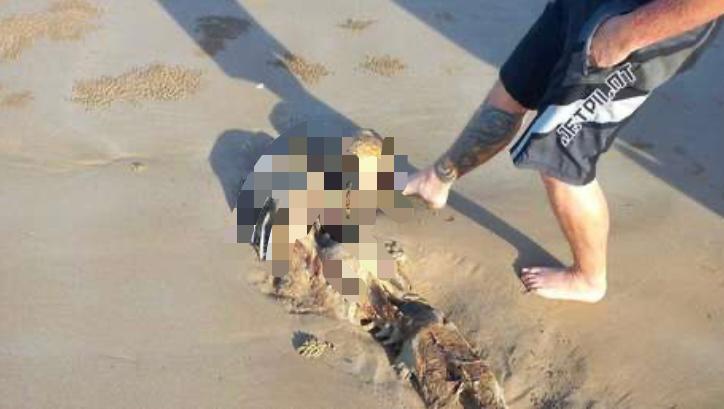 Los restos de una misteriosa criatura parecida a una «sirena» hallados en una playa desconciertan a la Red