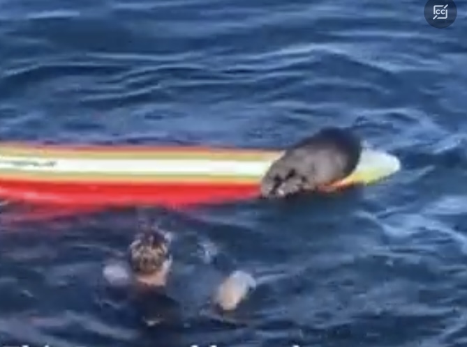Nutria marina roba tablas a surfistas en playa de California