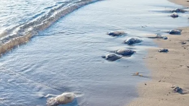 Qué no debes hacer si te pica una garrapata, medusa o avispa