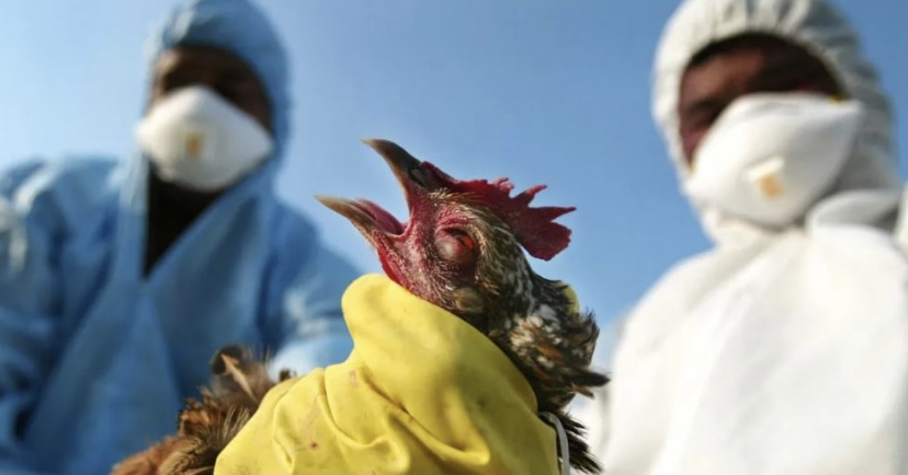 OMS alerta riesgo de infección por gripe aviar en humanos