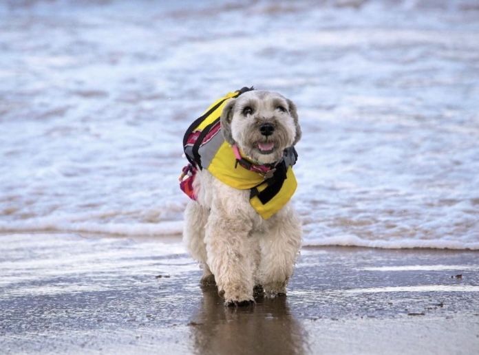 Conoce a Laika, la perrita viajera con más seguidores en Venezuela