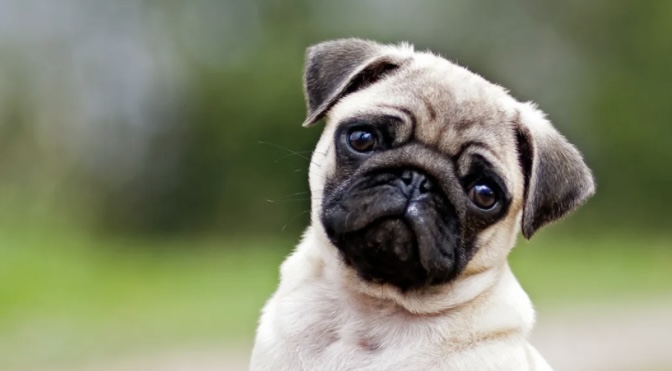 Autoridades de Bahamas impulsan creación del Santuario de Animales