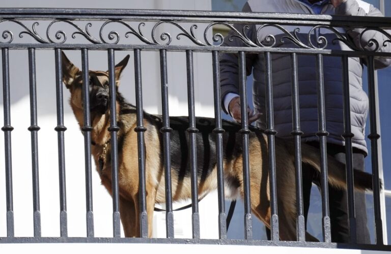 El perro de Joe Biden ha mordido a varios agentes del Servicio Secreto