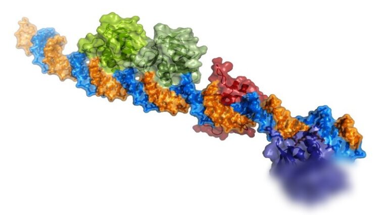 Científicos descubren mecanismo molecular que activa la toxicidad del cólera