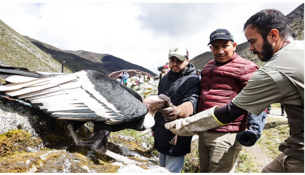 Activan proyecto para reproducción y conservación del cóndor andino