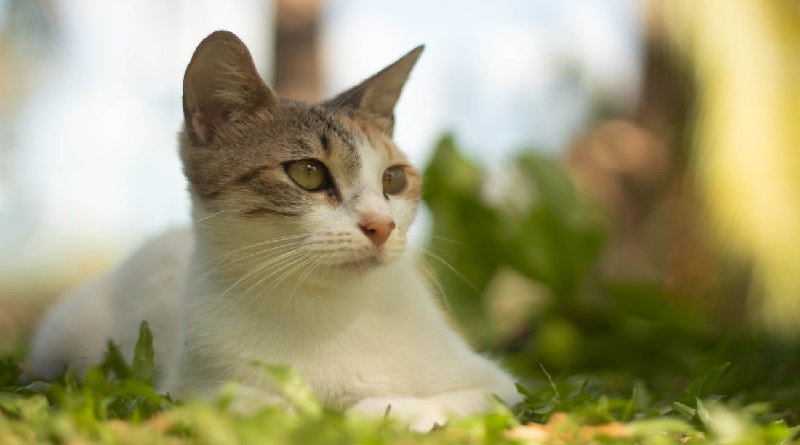 OMS alerta sobre fallecimiento de gatos infectados con gripe aviar en Polonia