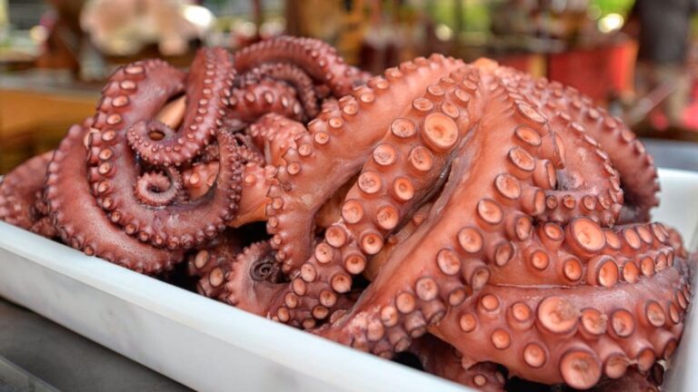 Zafra de pulpo alcanza las 780 toneladas durante la temporada 2023