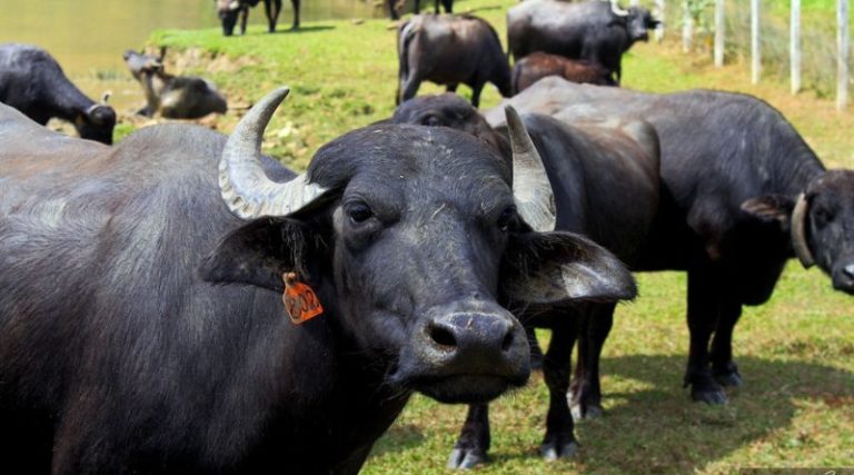 Venezuela cuenta con tres millones 768 mil rebaños bufalinos