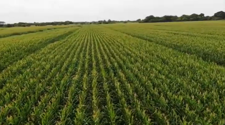 Más de 200 mil hectáreas de cereales siembran productores de Portuguesa