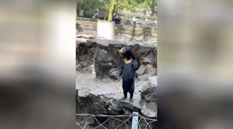 Un zoológico chino niega que sus osos sean personas disfrazadas