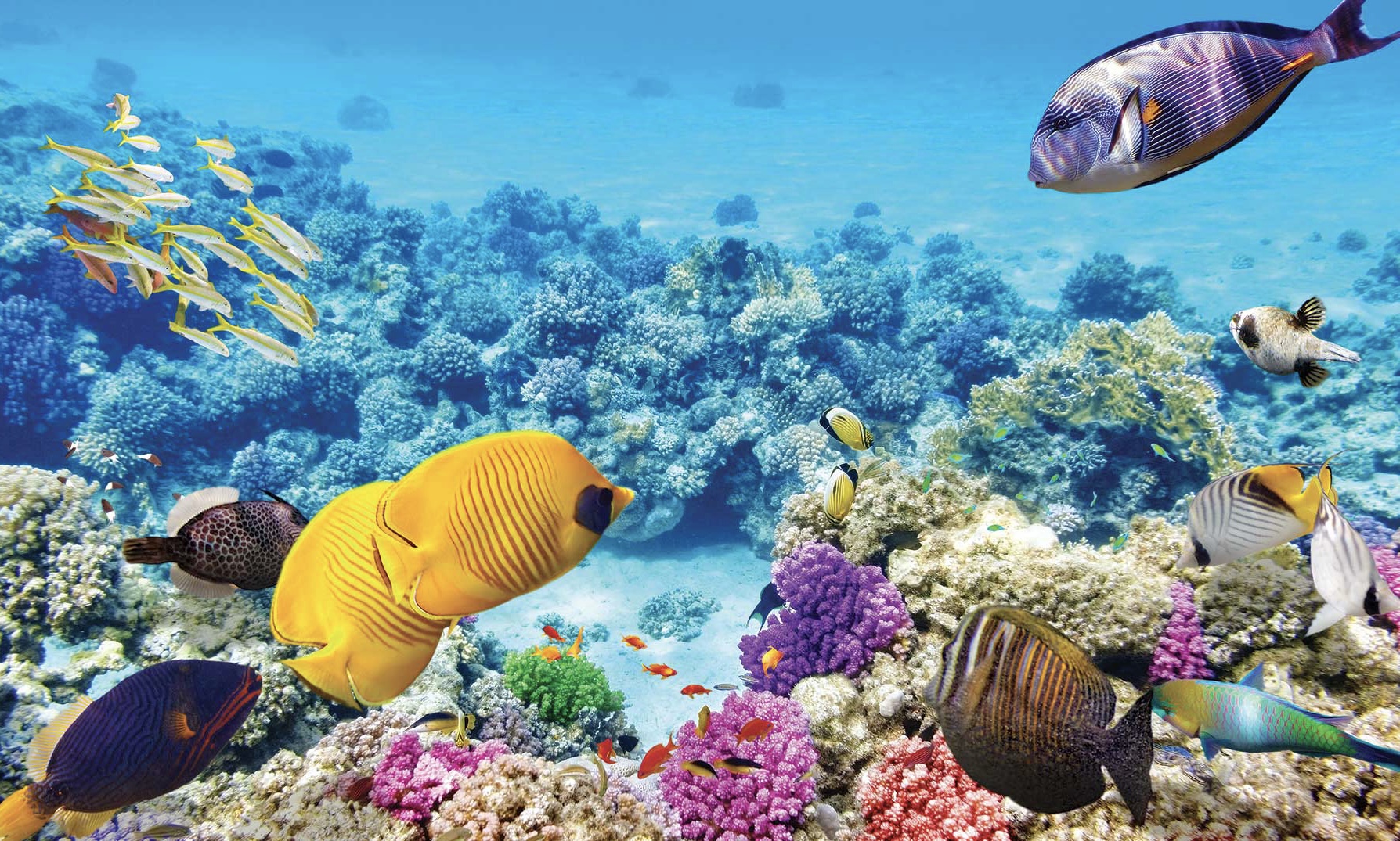 Australia celebra que la Unesco retire la amenaza de designar la Barrera de Coral como lugar en peligro