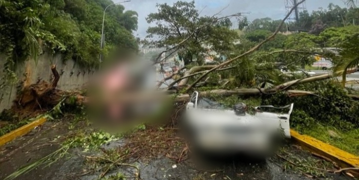 Árboles caídos y constantes fallas eléctricas se registraron en Caracas como consecuencia de las fuertes lluvias