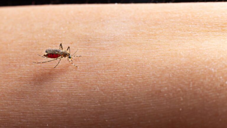 Detectados al menos 37 casos de leishmaniasis en Caripe