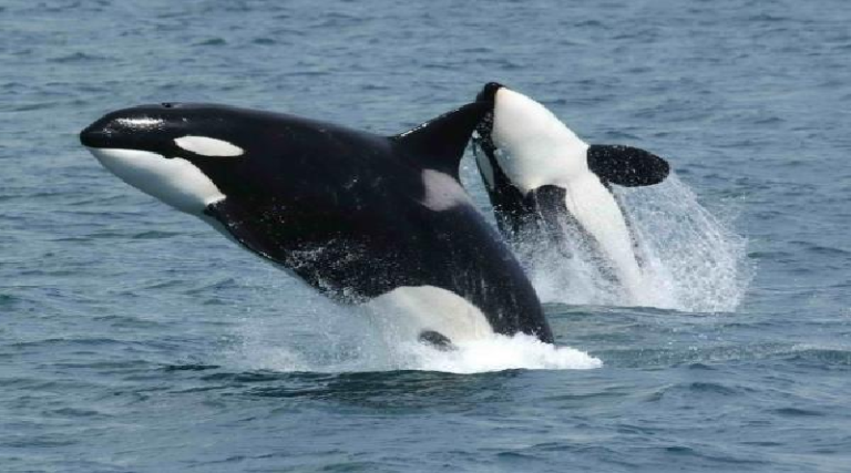 Autoridades liberan a siete ballenas orca en Guayacán estado Sucre