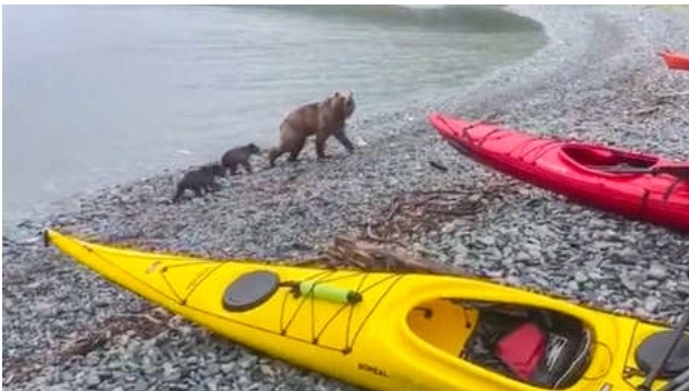 Una ‘pandilla’ de osos ‘se adueña’ de unos kayaks en Lejano Oriente de Rusia