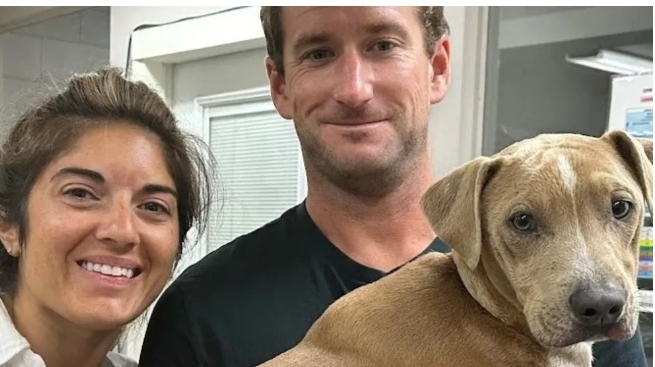 Perrito que sobrevivió a los incendios en Hawái se reencontró con su familia