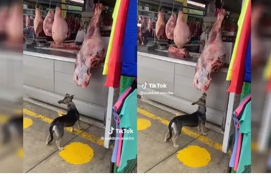Perro se vuelve viral al «asaltar» una carnicería en Perú