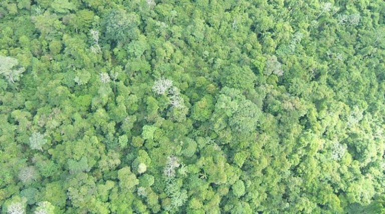 Alertan que la fotosíntesis podría comenzar a interrumpirse en los trópicos