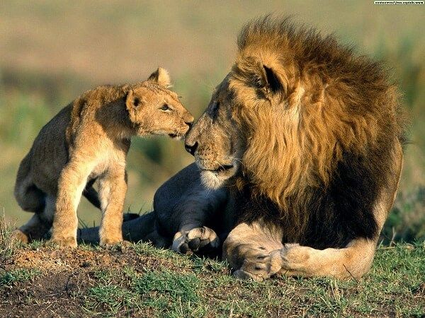 Día internacional del León: Urge amparo para el rey de los felinos