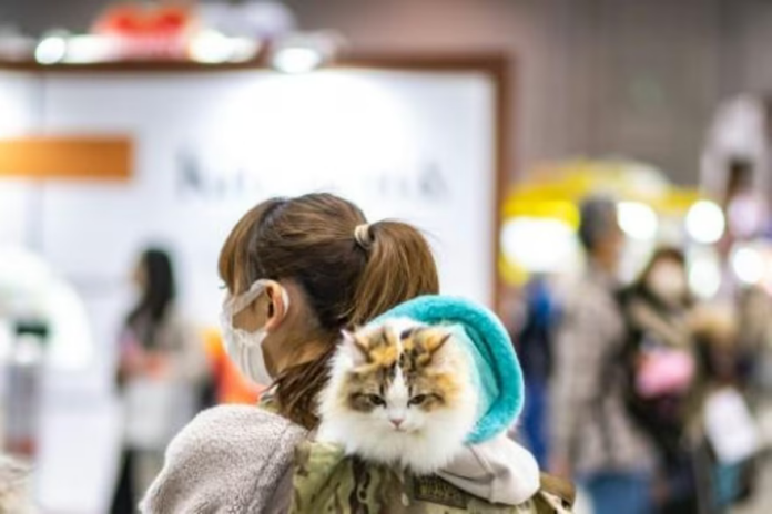 Crean una aplicación en Japón para reconocer el dolor de los gatos