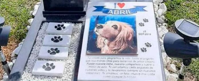 Impulsan los funerales y velorios para perros y gatos en Colombia