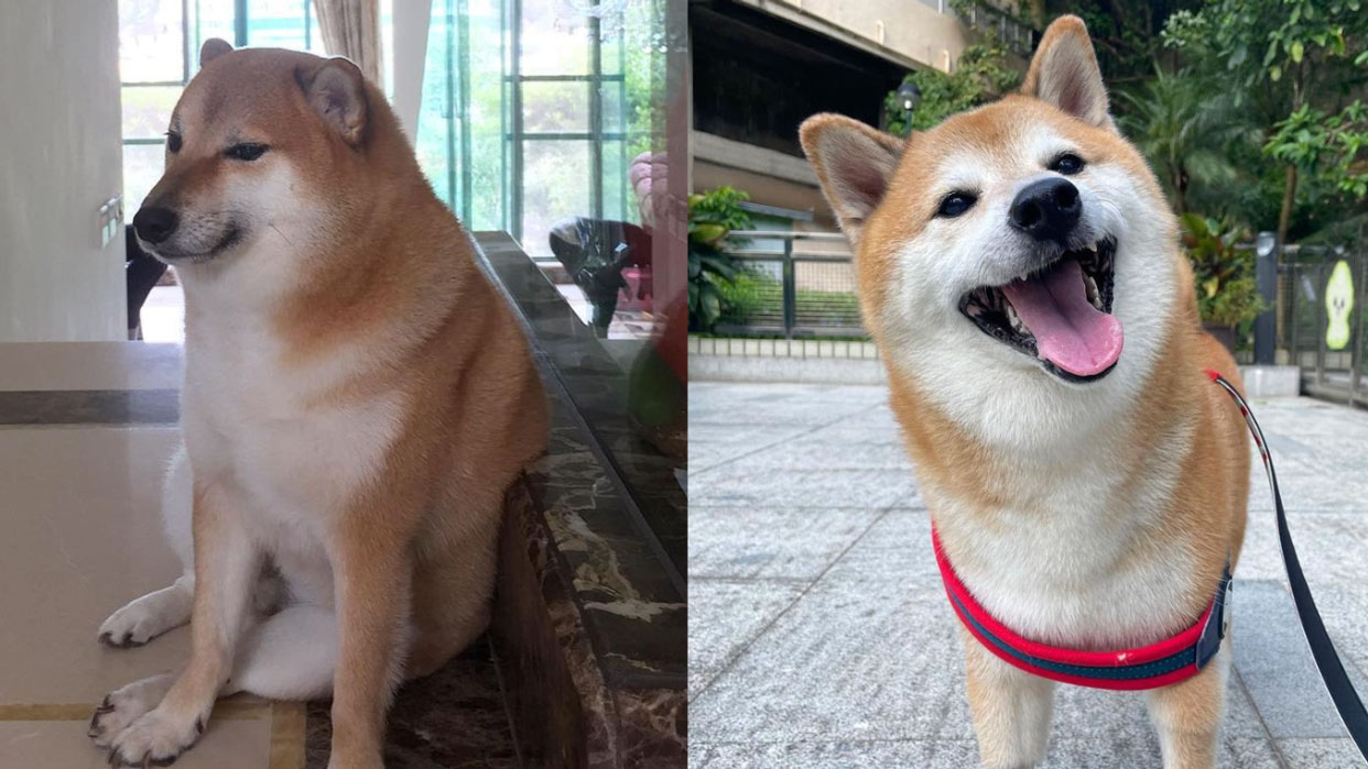 Muere «Cheems», perrito que inspiró memes en internet