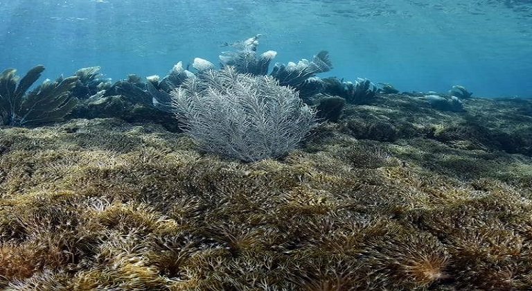 Insisten en la necesidad de generar protocolo de extracción ante expansión de coral invasor en Mochima