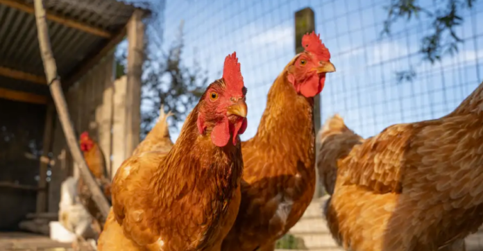 Científicos aseveran que la IA logró traducir el idioma de las gallinas