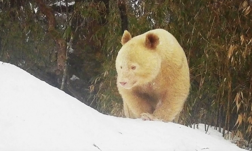 Único panda albino del mundo está en China: es macho y crece saludablemente