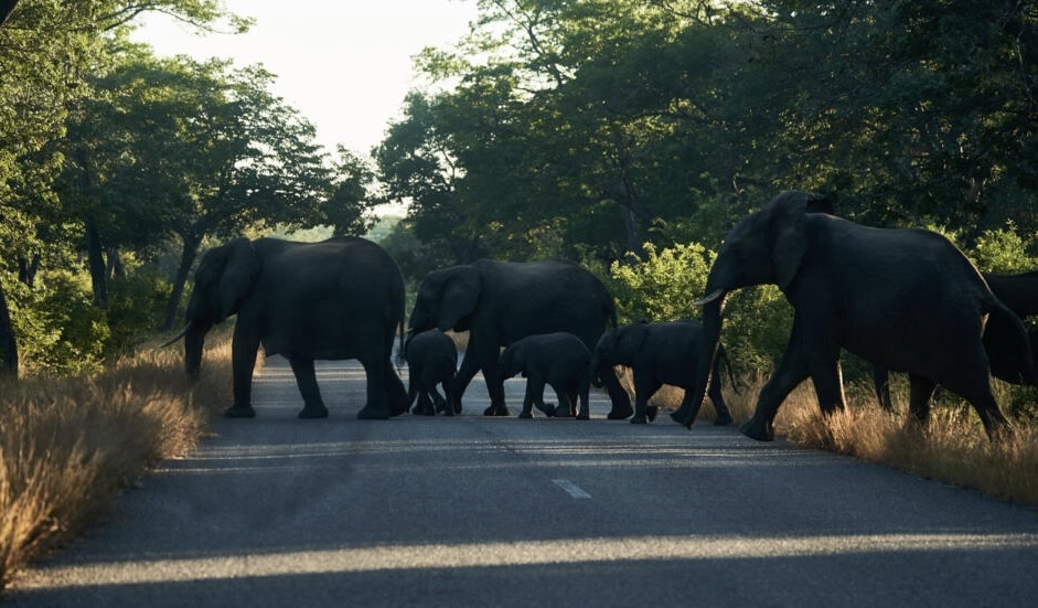 La falta de agua provoca la migración masiva de elefantes en Zimbabue