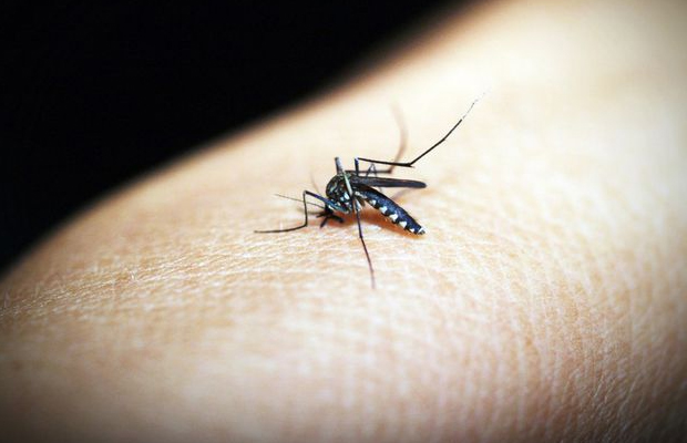¿Los mosquitos te pican más que a otros? ¡Descubre la razón aquí!