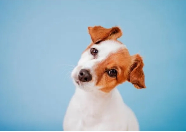 Hablarle al perro como si fuera un bebé funciona, según la ciencia