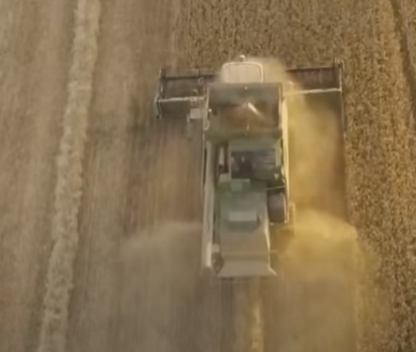 Venezuela cuenta con una siembra de 360 mil hectáreas de cereal