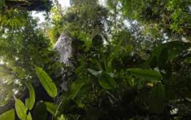 Ecuador protege otras 65.000 hectáreas de bosques nativos