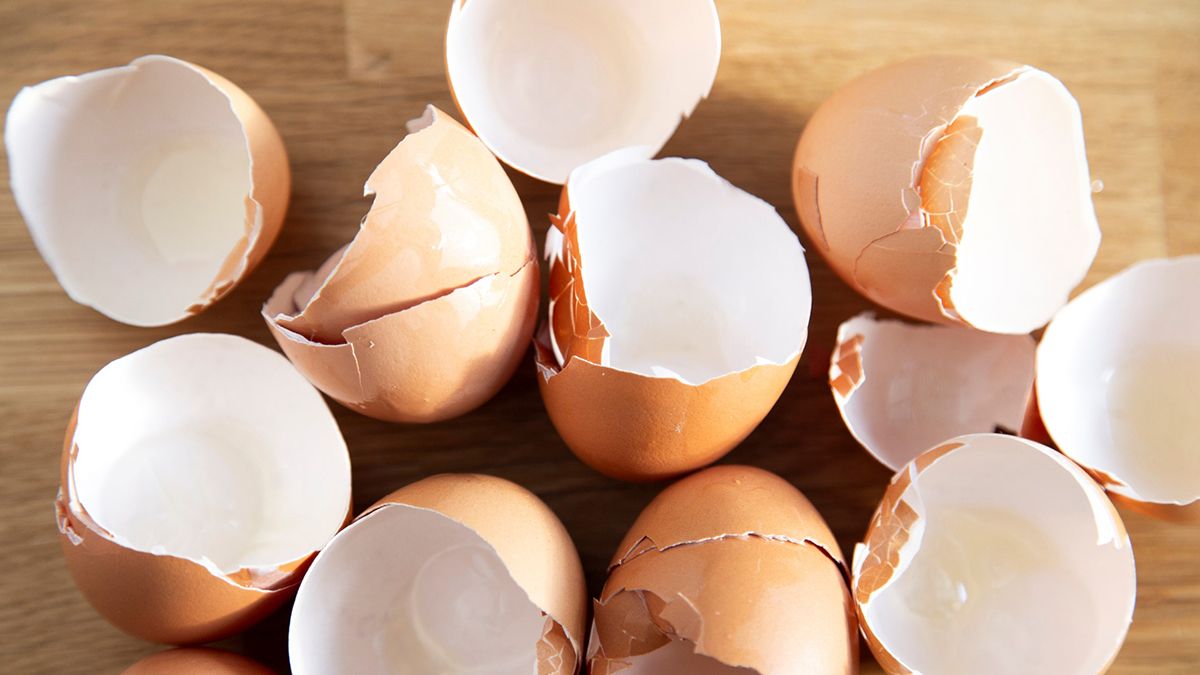 ¡No se desecha! Consumir la cáscara de huevo es favorable para la salud, aprenda la receta aquí