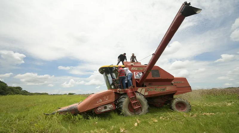 Inician cosecha de cereales en Barinas