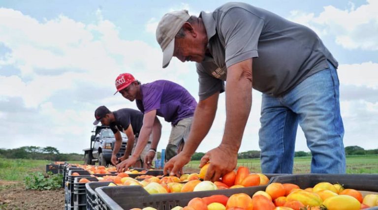 Ciclo invierno 2023 avanza con más de 250 mil hectáreas de cereales sembradas