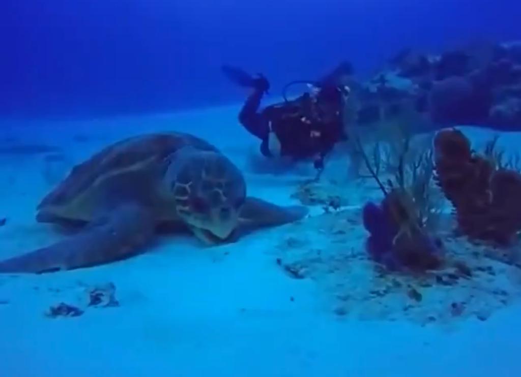 ¡400 kilos! Se viraliza una tortuga por su impresionante tamaño (+ Video)