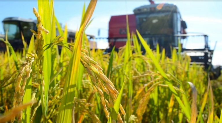 Venezuela y Vietnam prevén avanzar en desarrollo agrícola de semillas