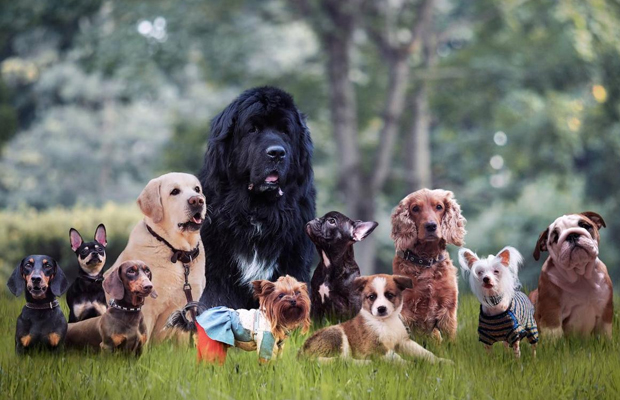 Descubre si los perros necesitan usar protector solar