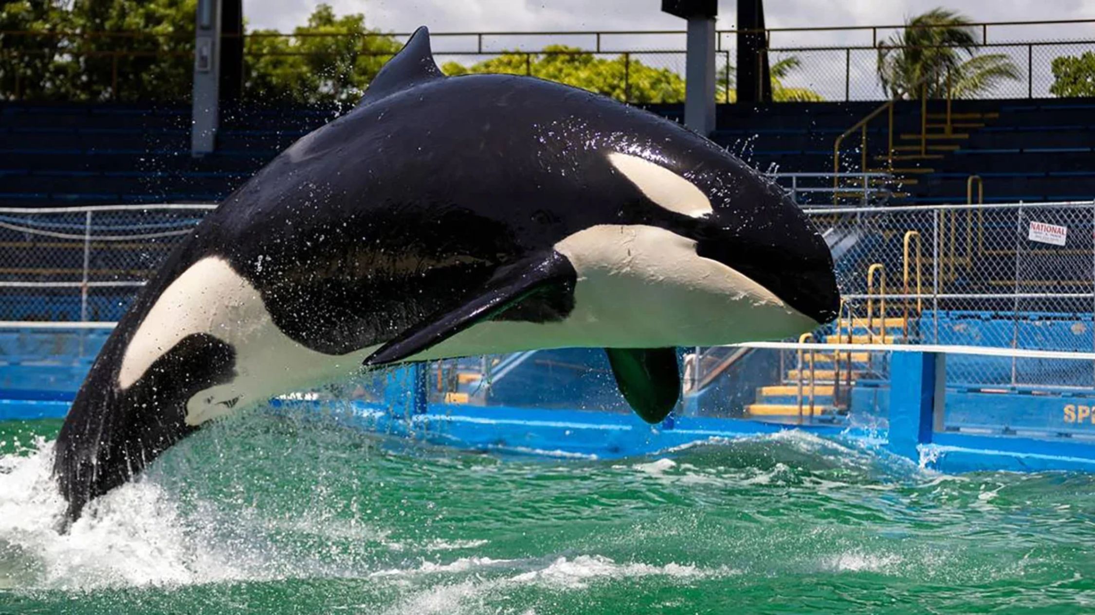 Revelaron las causas de muerte de la querida orca Lolita