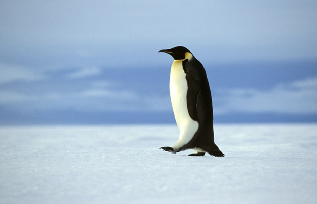 Pingüinos emperador de la Antártida están en peligro por cambio climático
