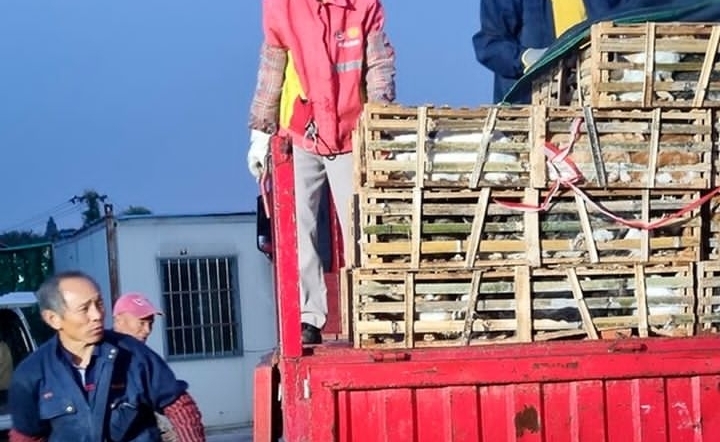 China: rescatan más de mil gatos que iban a ser vendidos como carne de cordero y cerdo