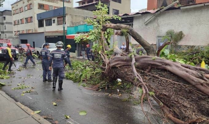 Lluvias de nuevo causaron caídas de árboles y retraso vehicular en Caracas